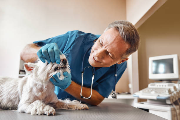 Best 24-Hour Emergency Dentist in Creve Coeur, IL